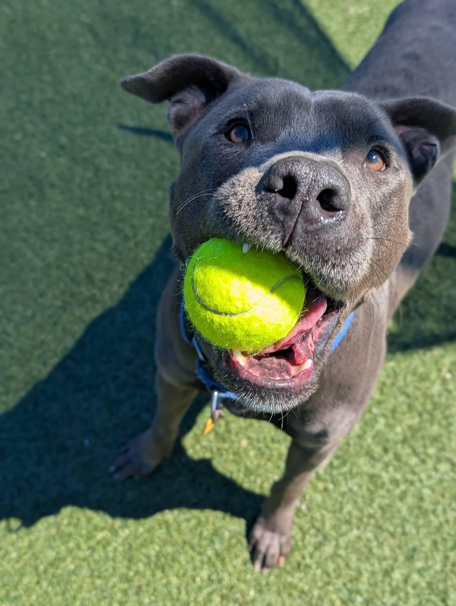 Parker, a ADOPTABLE mixed breed in Cleveland, OH image 5/6