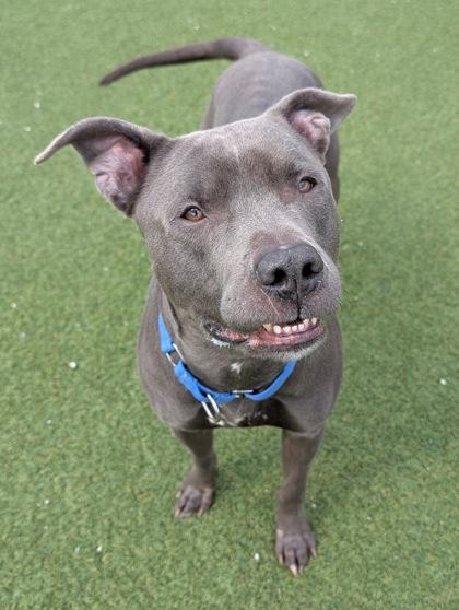 Enlarge Parker, a ADOPTABLE mixed breed in Cleveland, OH image 1/3