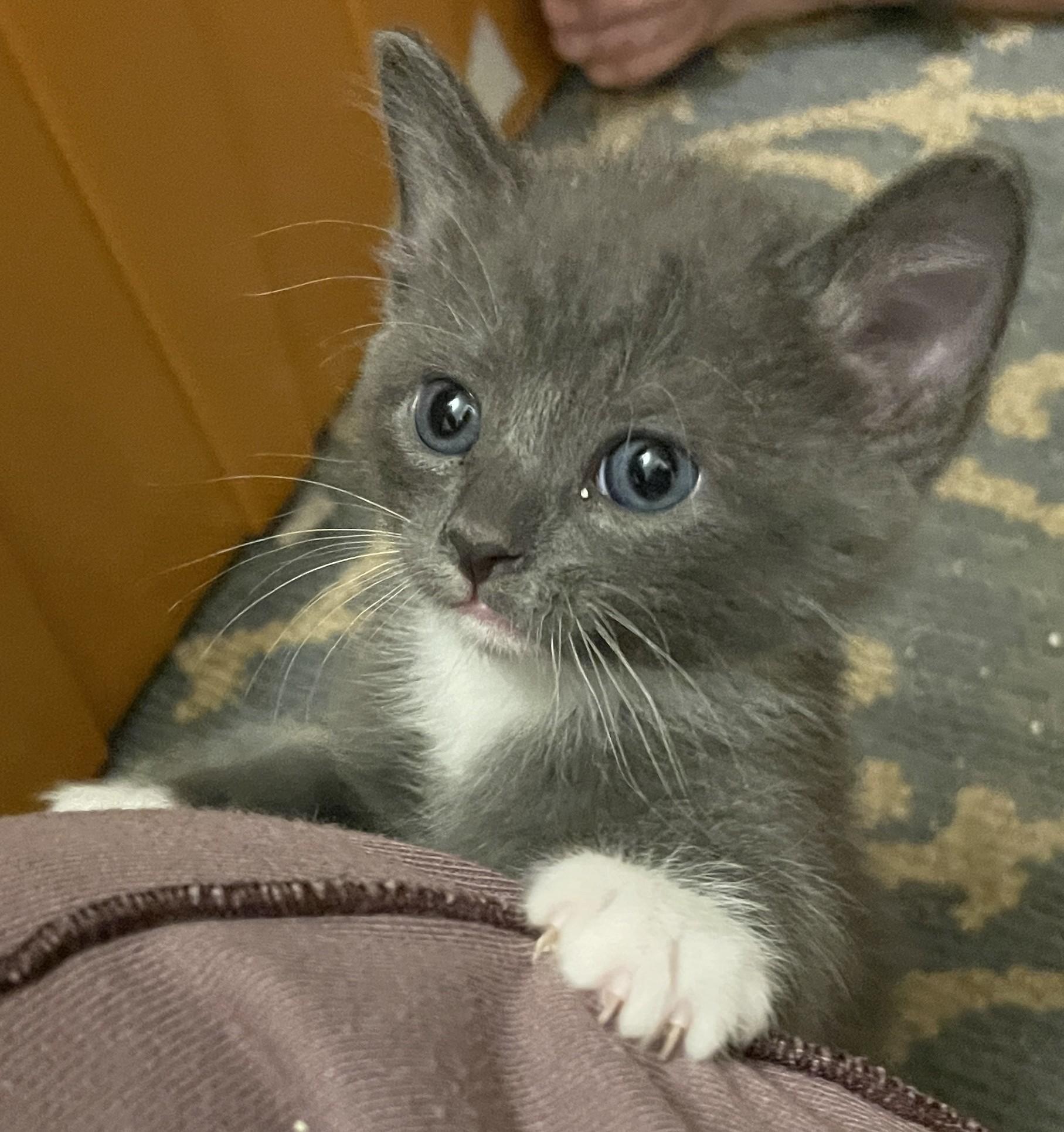 Dizzy, ADOPTABLE, Kitten Male Domestic Short Hair.
