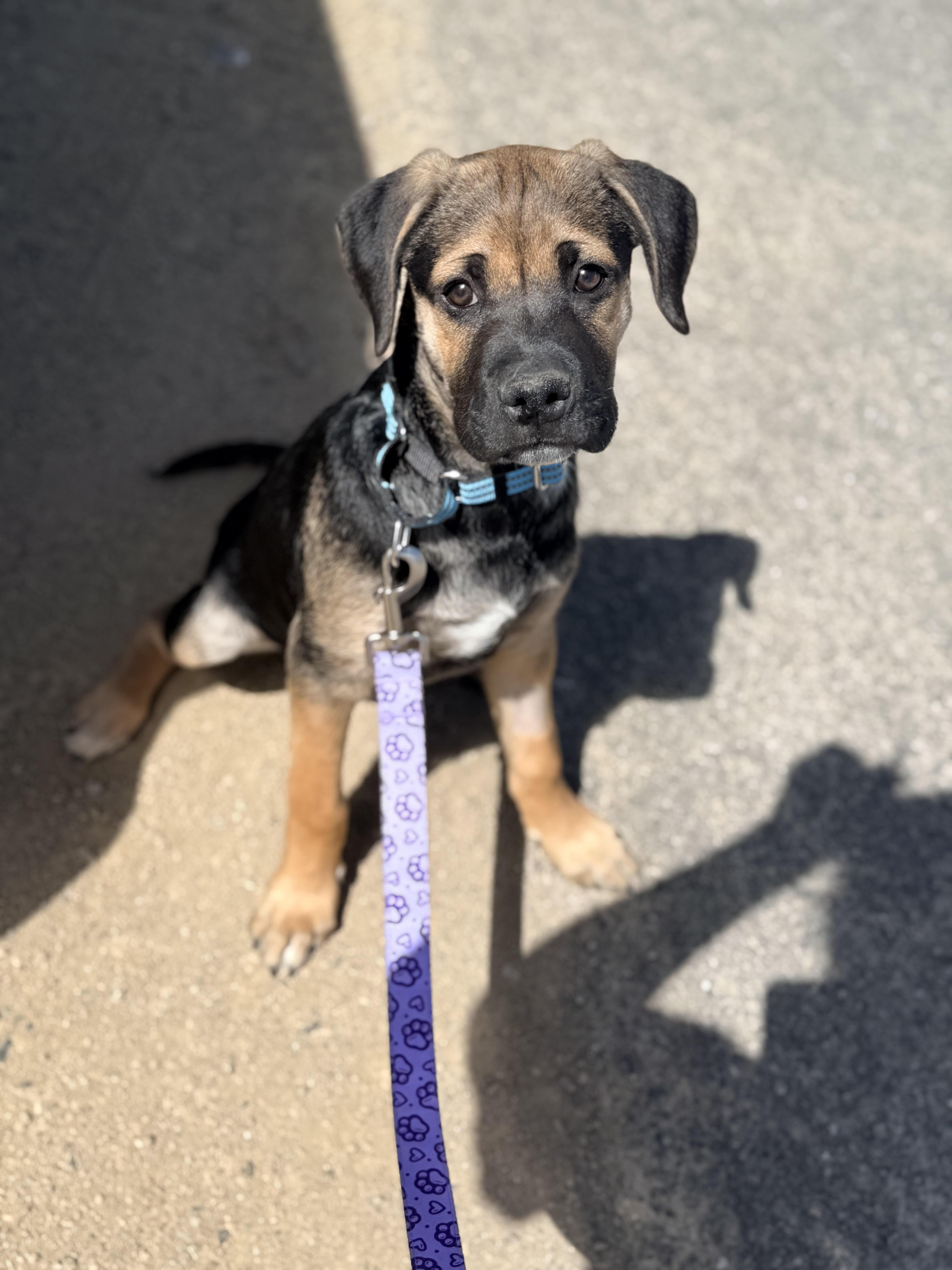 Dudley Do Right, adopted, Puppy Male Shepherd.