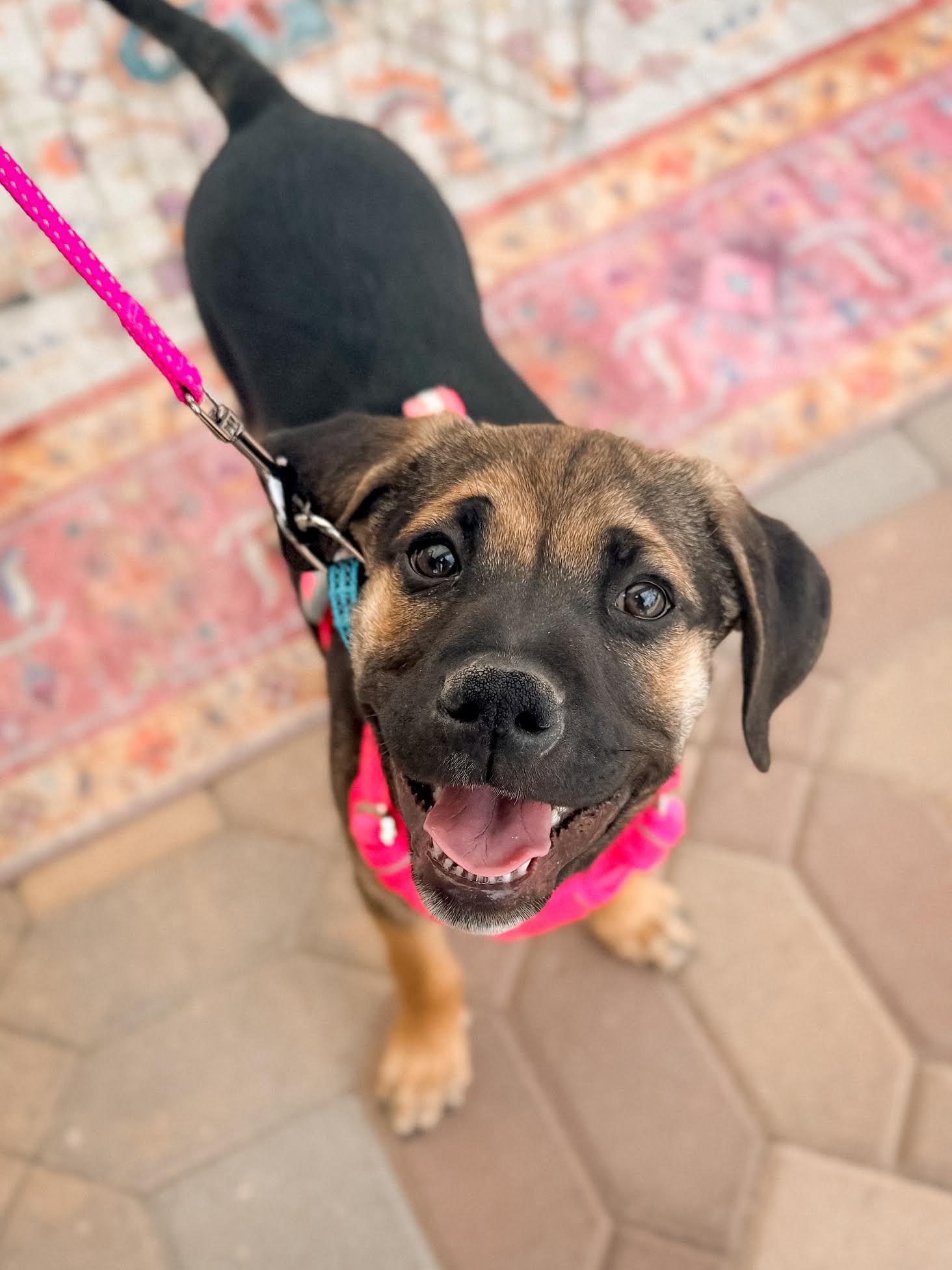 Dudley Do Right, an adopted mixed breed in Las Vegas, NV image 2/2