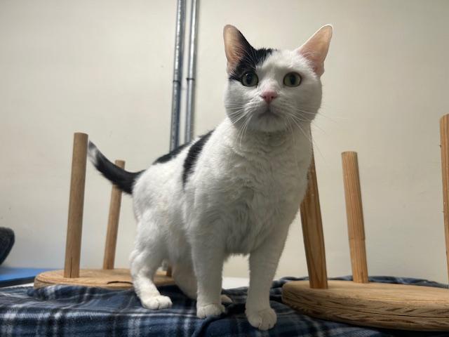 Sammy, a ADOPTABLE Domestic Short Hair in Chicago, IL image 5/6