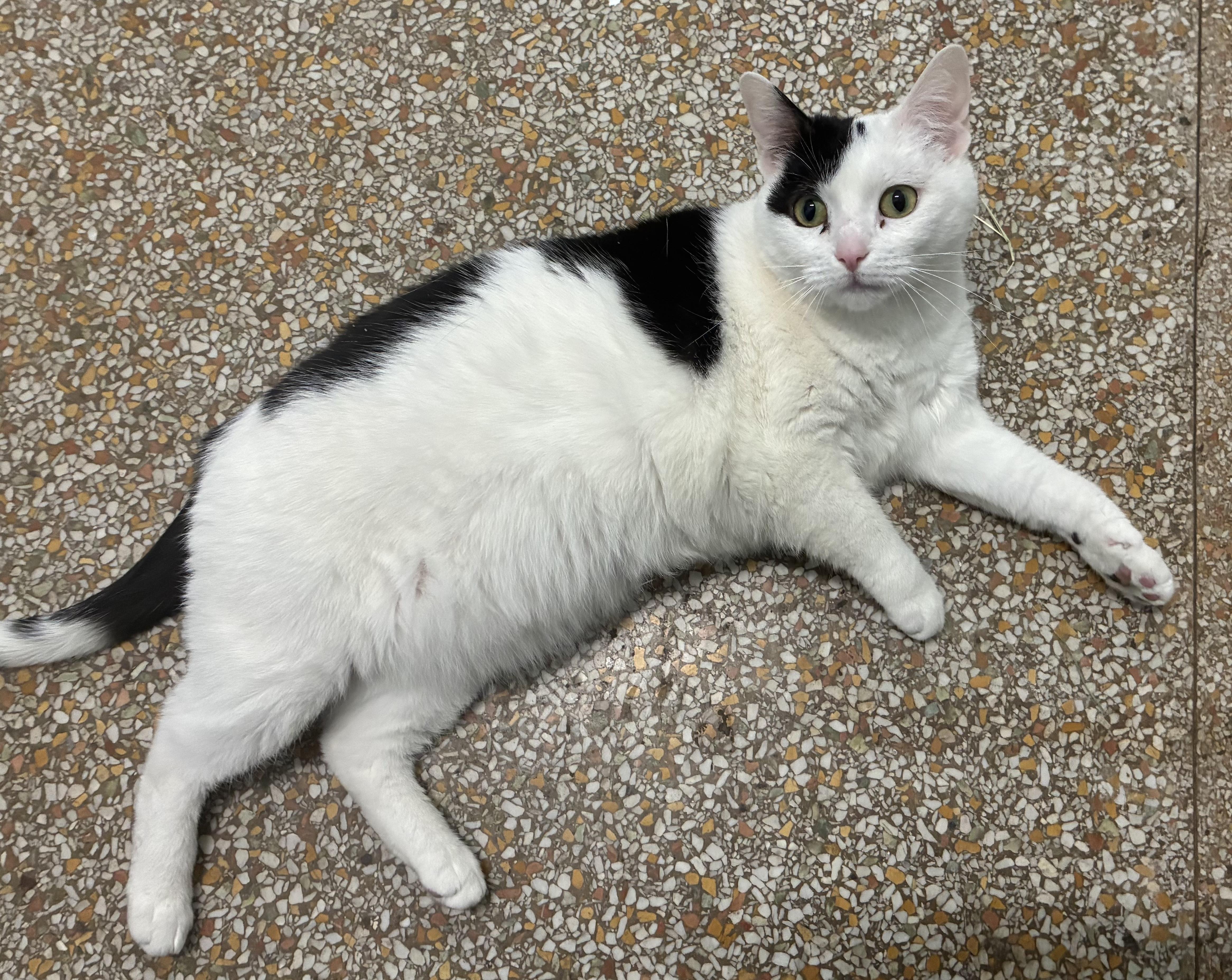 Sammy, a ADOPTABLE Domestic Short Hair in Chicago, IL image 4/6