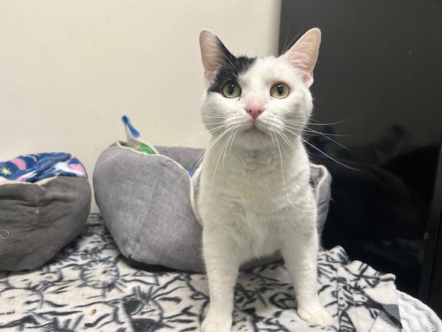 Sammy, a ADOPTABLE Domestic Short Hair in Chicago, IL image 3/6