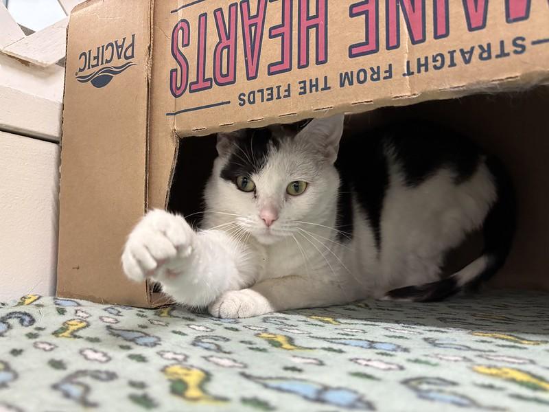 Sammy, a ADOPTABLE Domestic Short Hair in Chicago, IL image 6/6