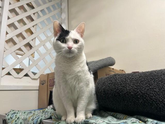Sammy, a ADOPTABLE Domestic Short Hair in Chicago, IL image 2/6