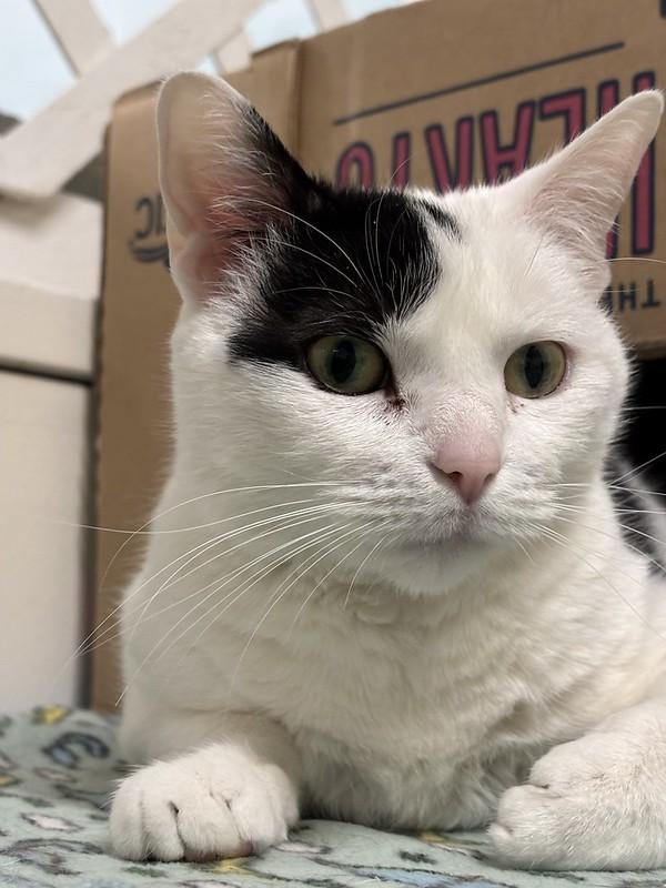 Sammy, ADOPTABLE, Adult Female Domestic Short Hair.