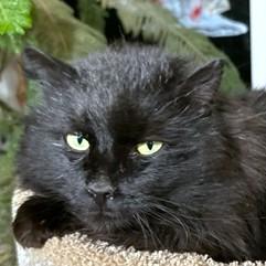 Happy Hagrid  Magnificent thumbnail 2