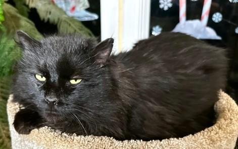 Happy Hagrid  Magnificent thumbnail 3