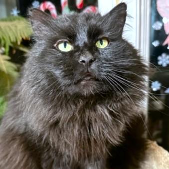 Happy Hagrid  Magnificent