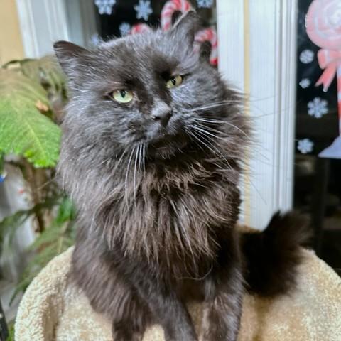 Happy Hagrid  Magnificent thumbnail 4