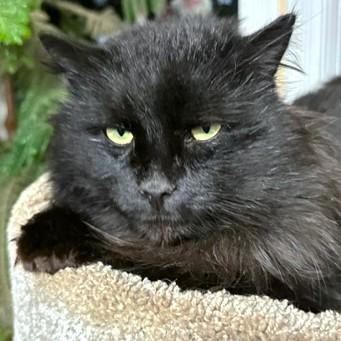 Happy Hagrid  Magnificent thumbnail 5