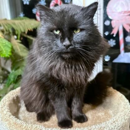 Happy Hagrid  Magnificent thumbnail 6