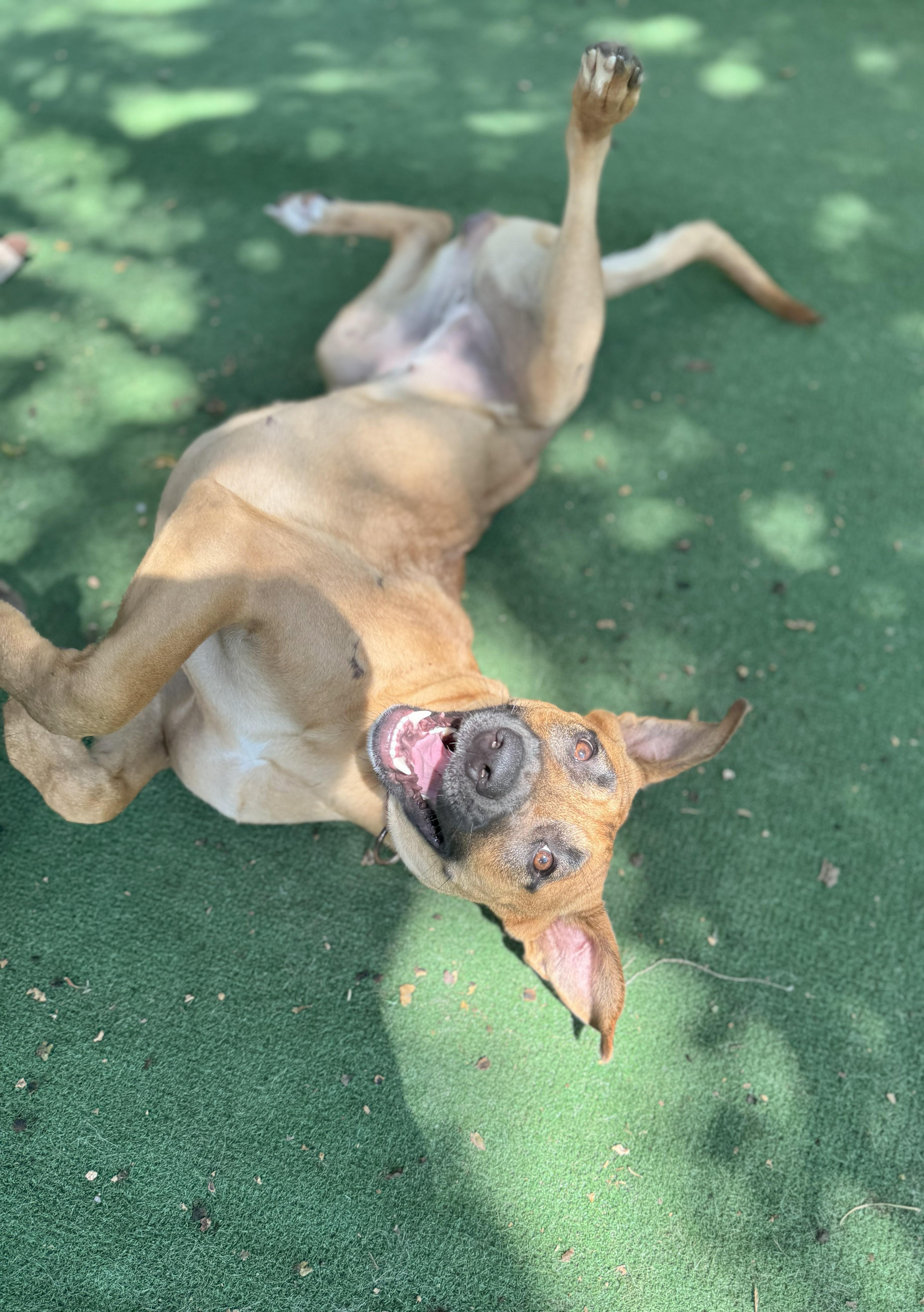 Enlarge Caribbean Richie, a Adoptable mixed breed in Elgin, IL image 2/3