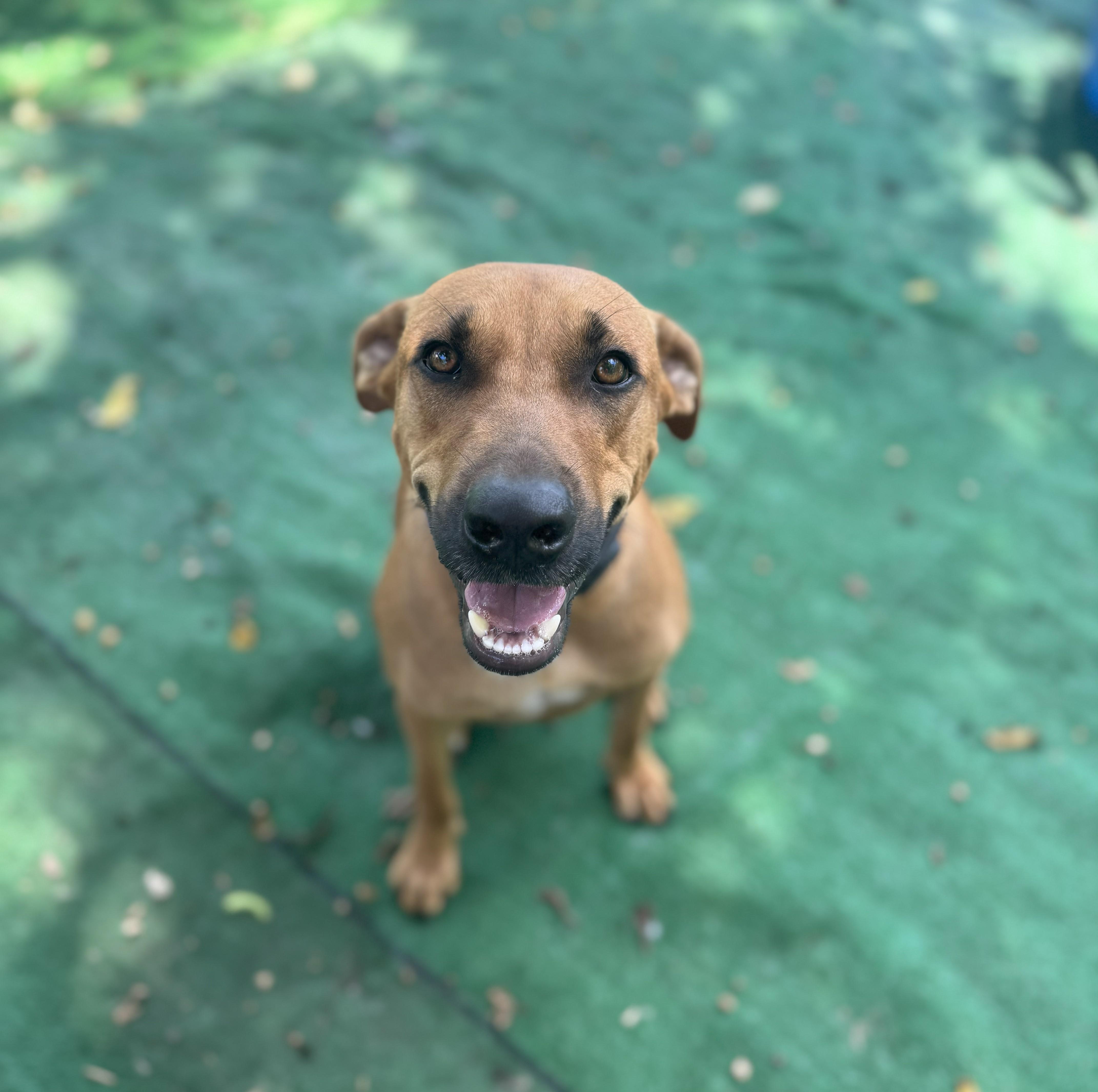 Enlarge Caribbean Richie, a Adoptable mixed breed in Elgin, IL image 3/3