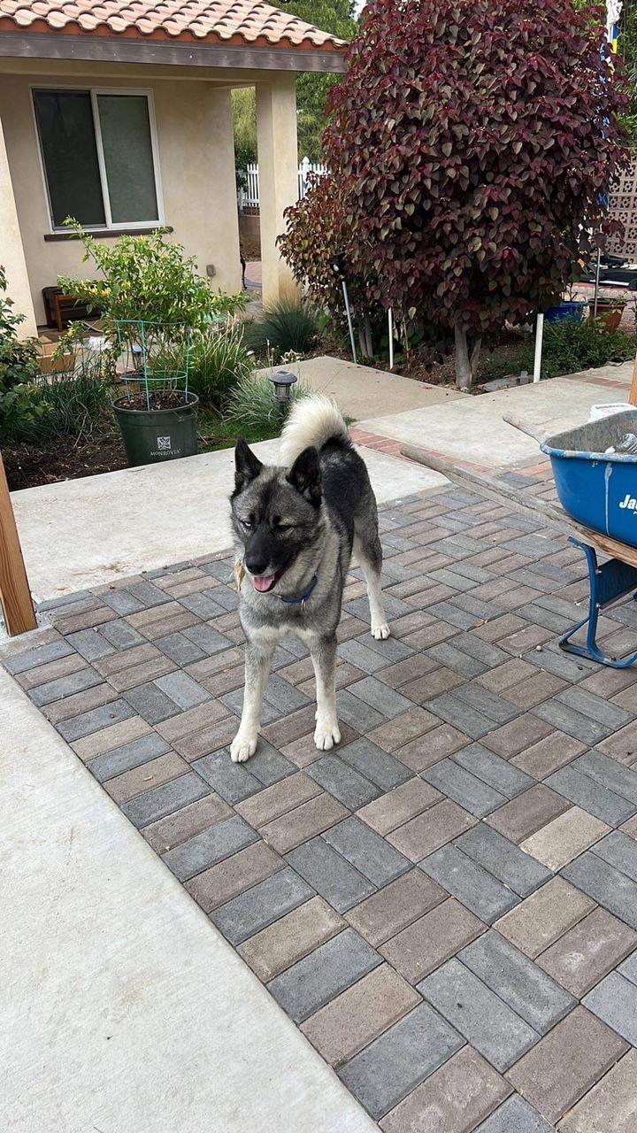 Tashi, Adoptable, Adult Male Akita.