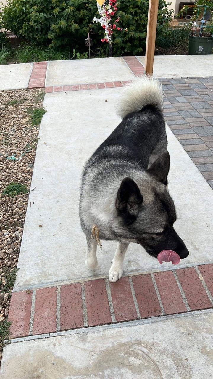 Tashi, a Adoptable Akita in Romoland, CA image 2/3