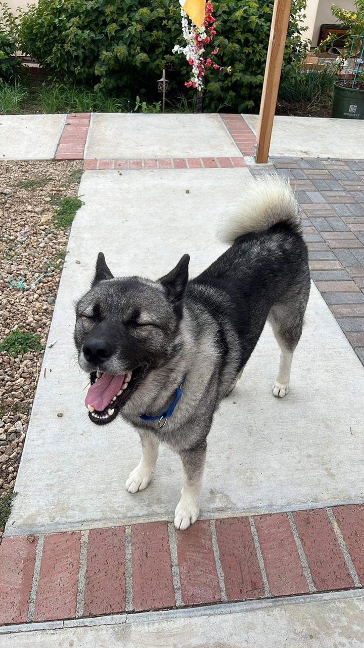 Tashi, a Adoptable Akita in Romoland, CA image 3/3