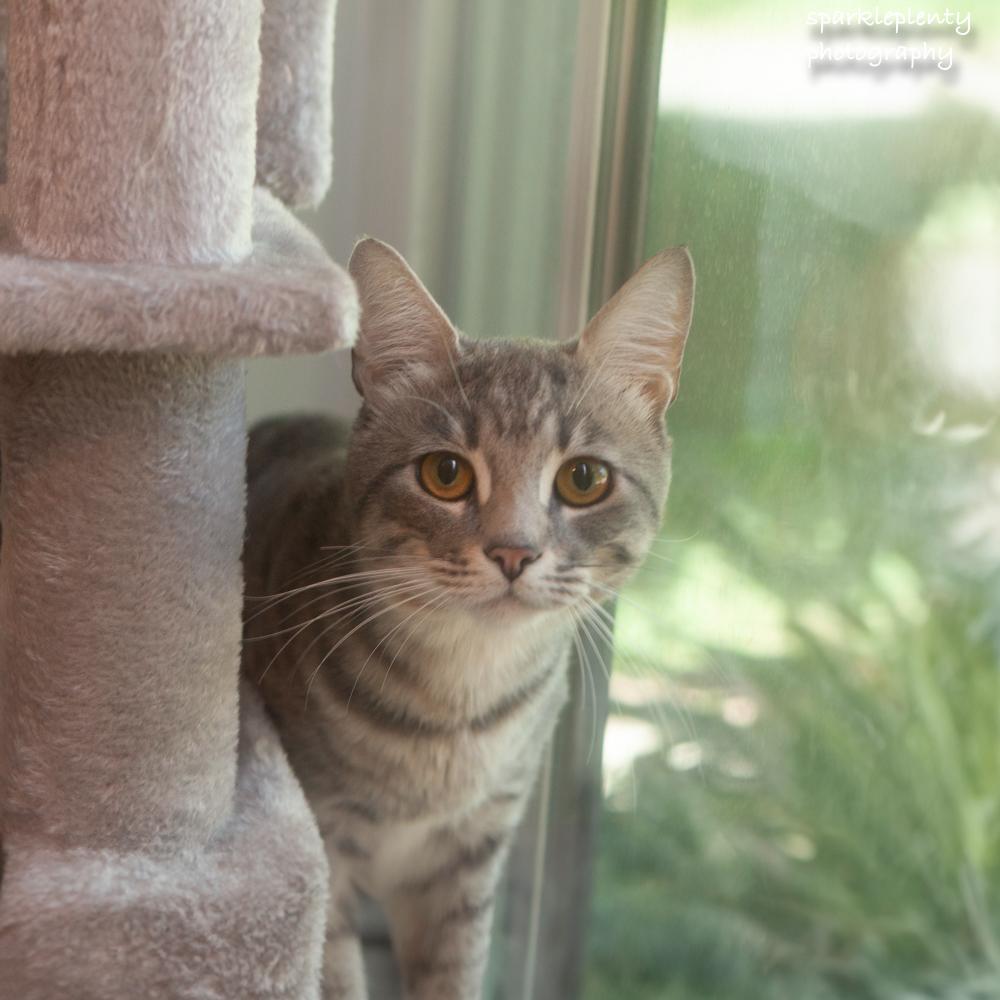 Enlarge Chance, an adoptable Domestic Short Hair in Ridgefield, CT image 3/5