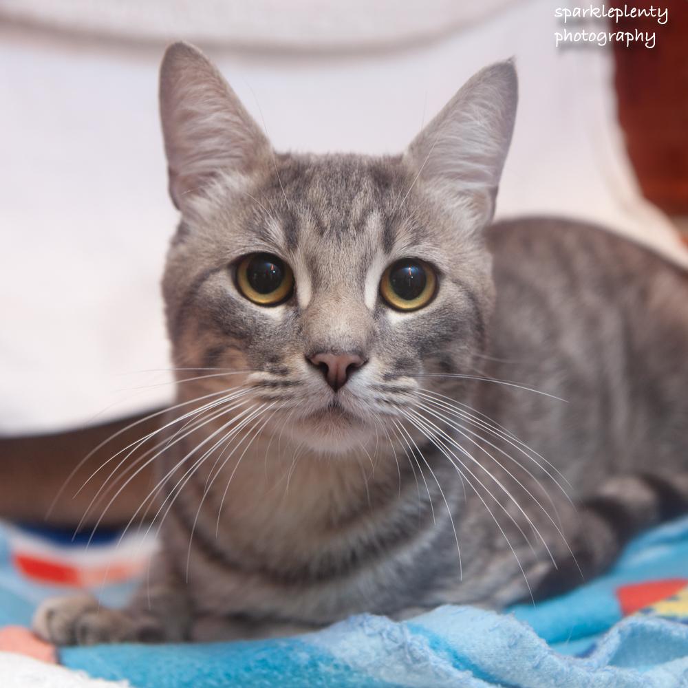 Enlarge Chance, an adoptable Domestic Short Hair in Ridgefield, CT image 4/5