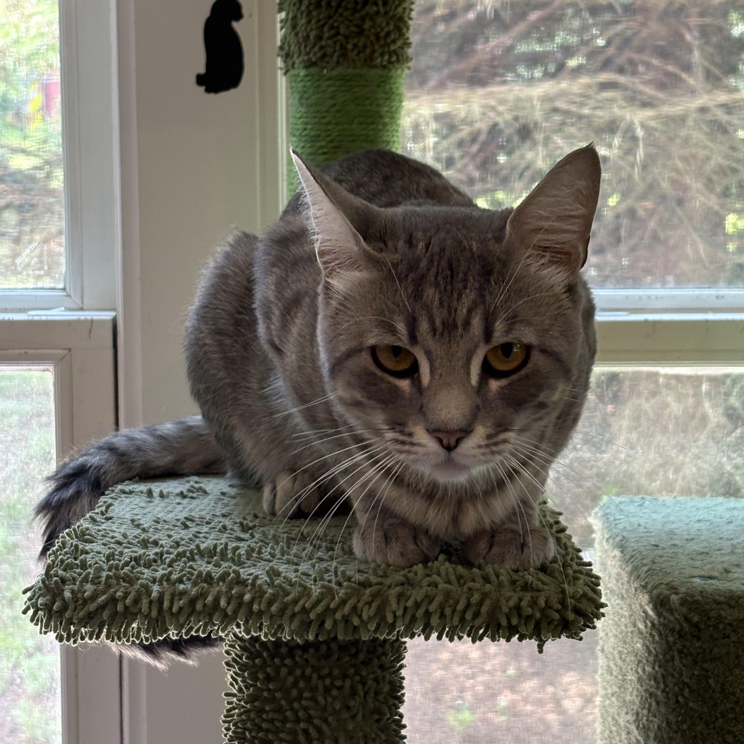 Enlarge Chance, an adoptable Domestic Short Hair in Ridgefield, CT image 5/5