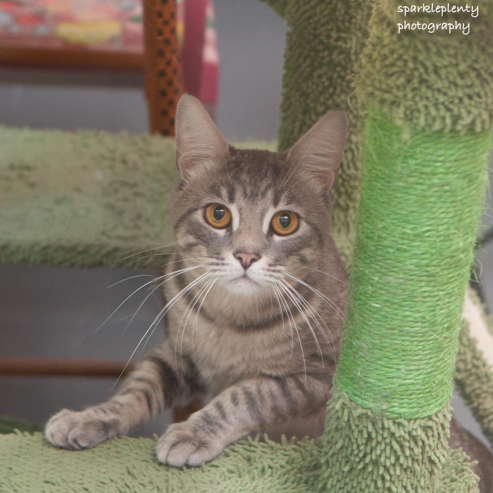 Enlarge Chance, an adoptable Domestic Short Hair in Ridgefield, CT image 2/5