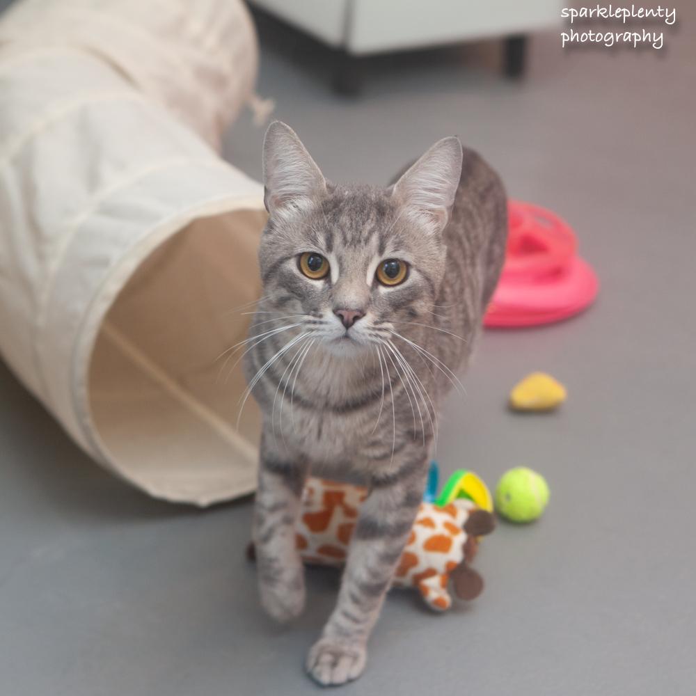 Chance, adoptable, Young Male Domestic Short Hair.