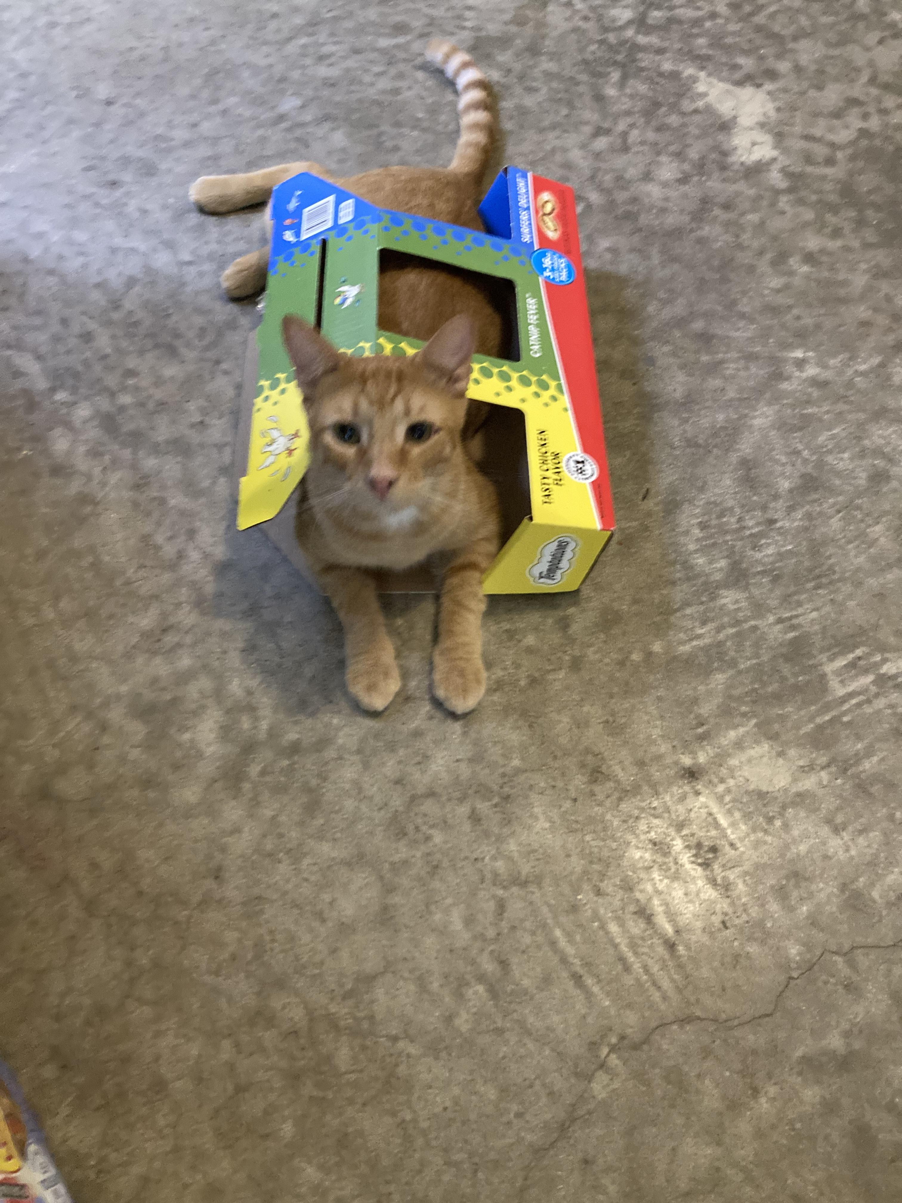 Enlarge Asher, an adoptable Tabby in Tahlequah, OK image 1/6