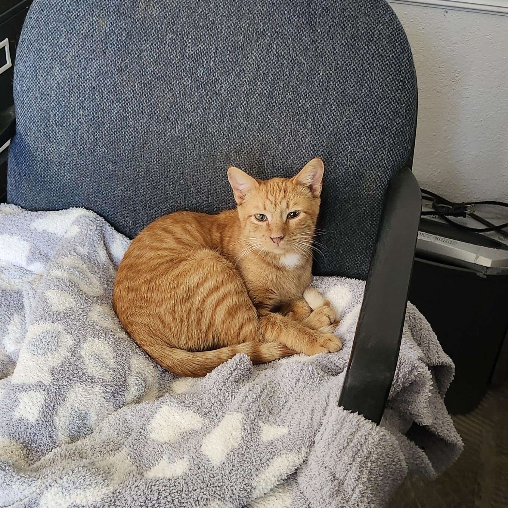 Asher, a Adoptable Tabby in Tahlequah, OK image 1/3