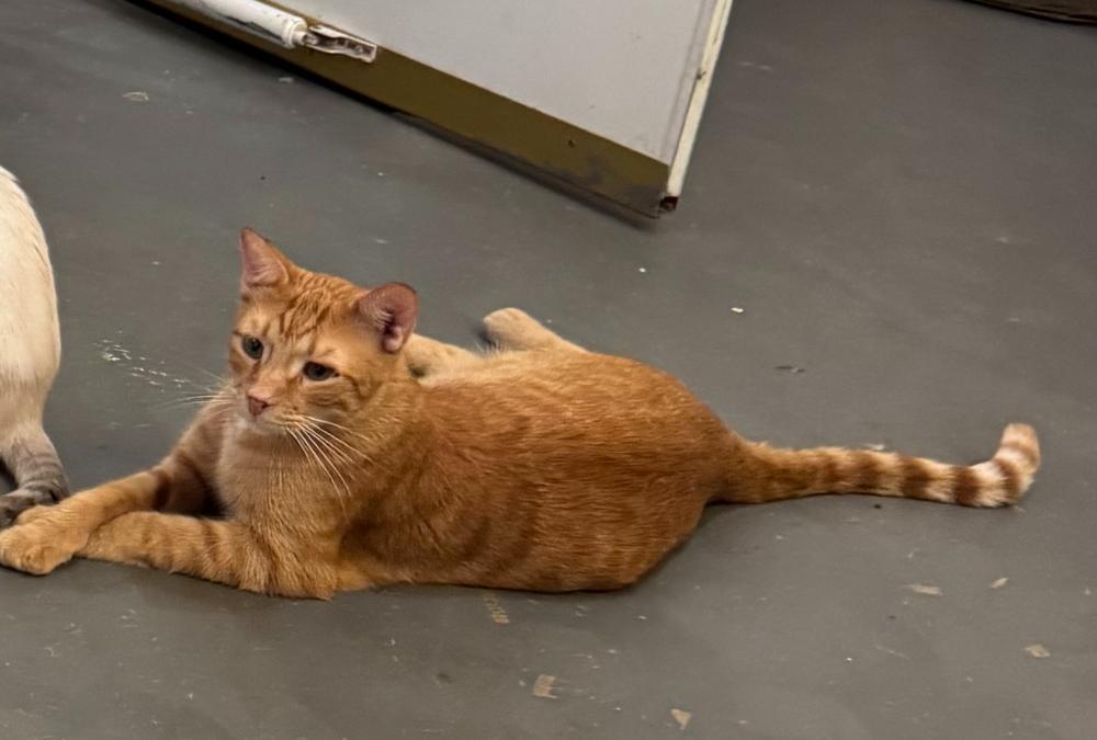 Enlarge Asher, a Adoptable Tabby in Tahlequah, OK image 5/6
