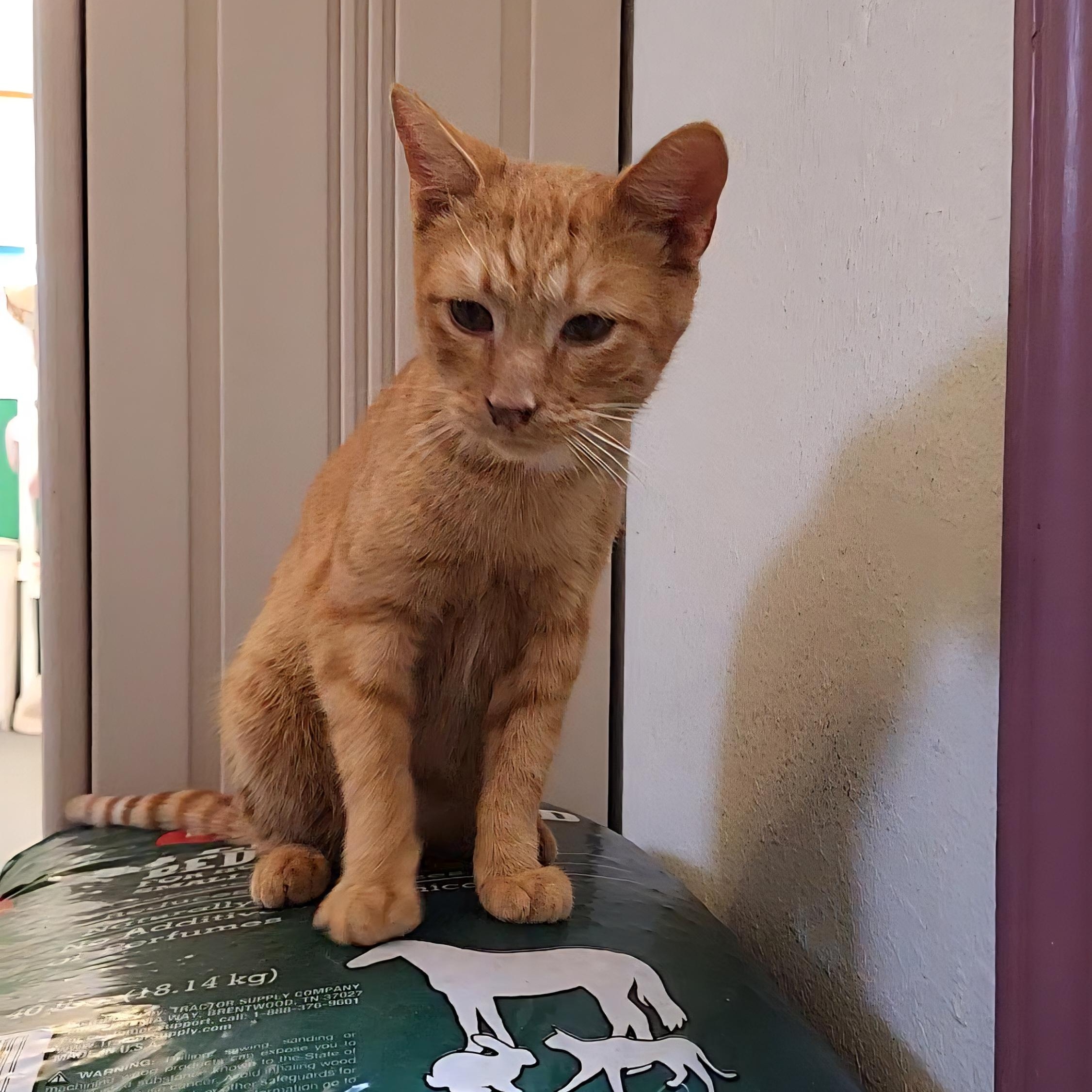 Asher, a Adoptable Tabby in Tahlequah, OK image 2/3