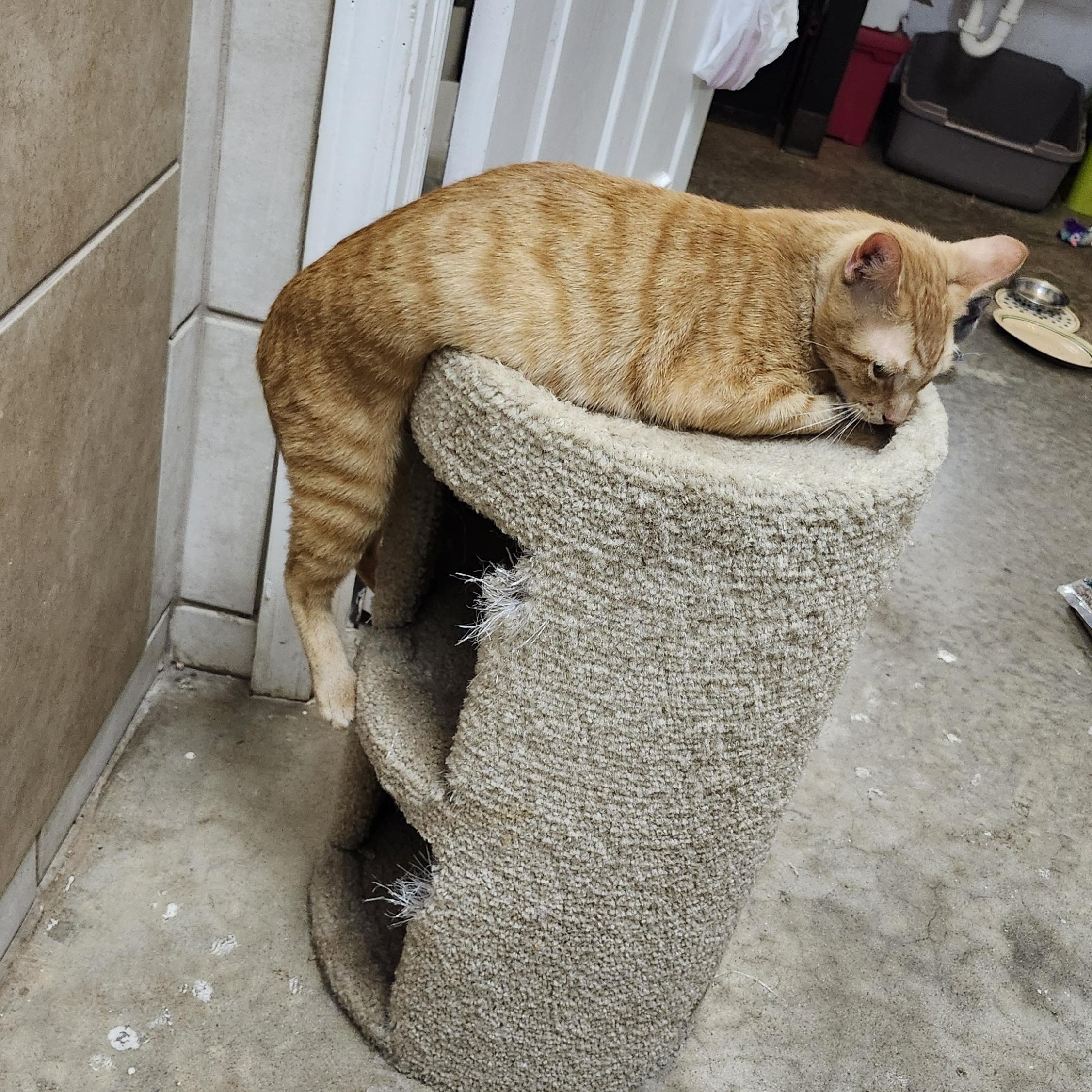 Enlarge Asher, an adoptable Tabby in Tahlequah, OK image 2/5