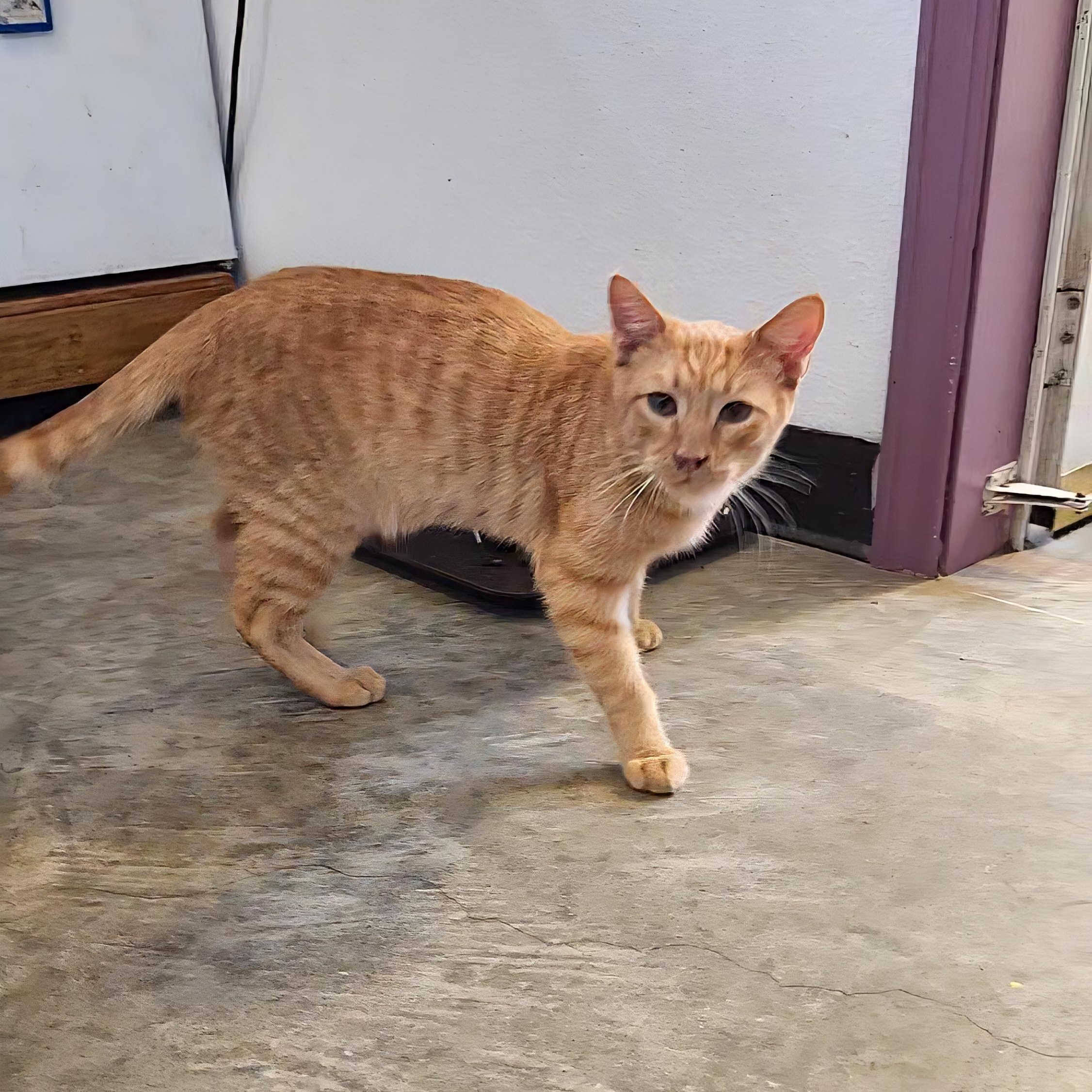 Asher, a Adoptable Tabby in Tahlequah, OK image 3/3