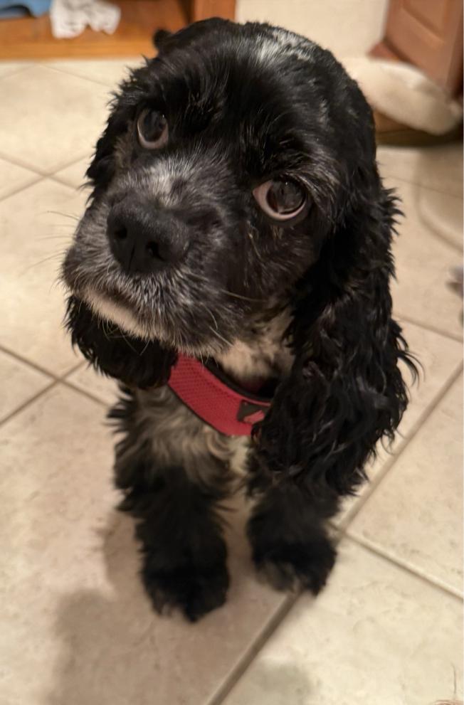 Enlarge Heidi, an adopted Cocker Spaniel in Cincinnati, OH image 6/6
