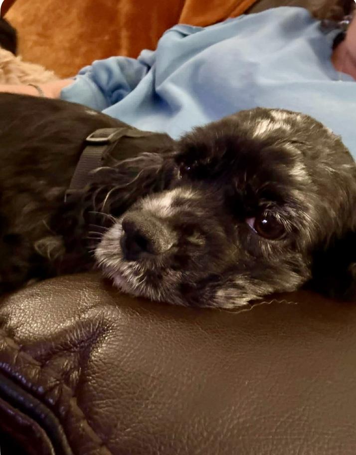 Enlarge Heidi, an adopted Cocker Spaniel in Cincinnati, OH image 3/6