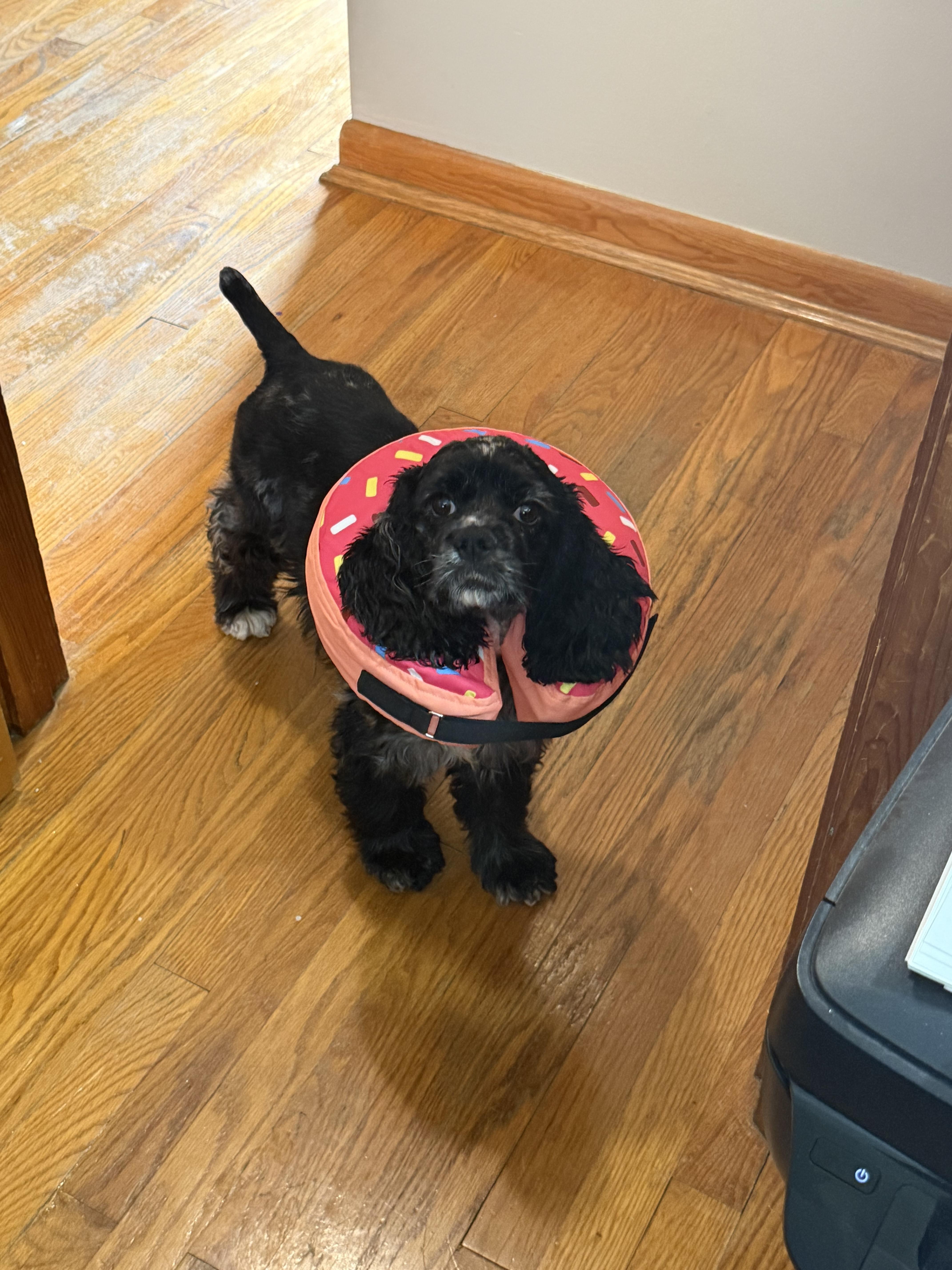 Enlarge Heidi, an adopted Cocker Spaniel in Cincinnati, OH image 5/6