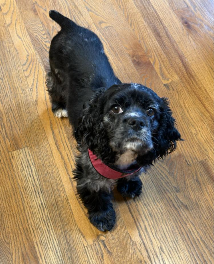 Heidi, adopted, Young Female Cocker Spaniel.