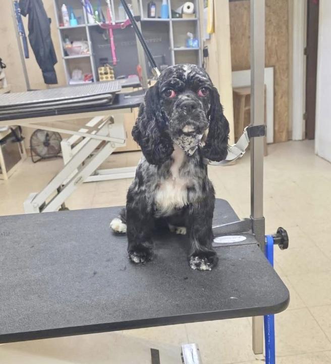 Enlarge Heidi, an adopted Cocker Spaniel in Cincinnati, OH image 4/6