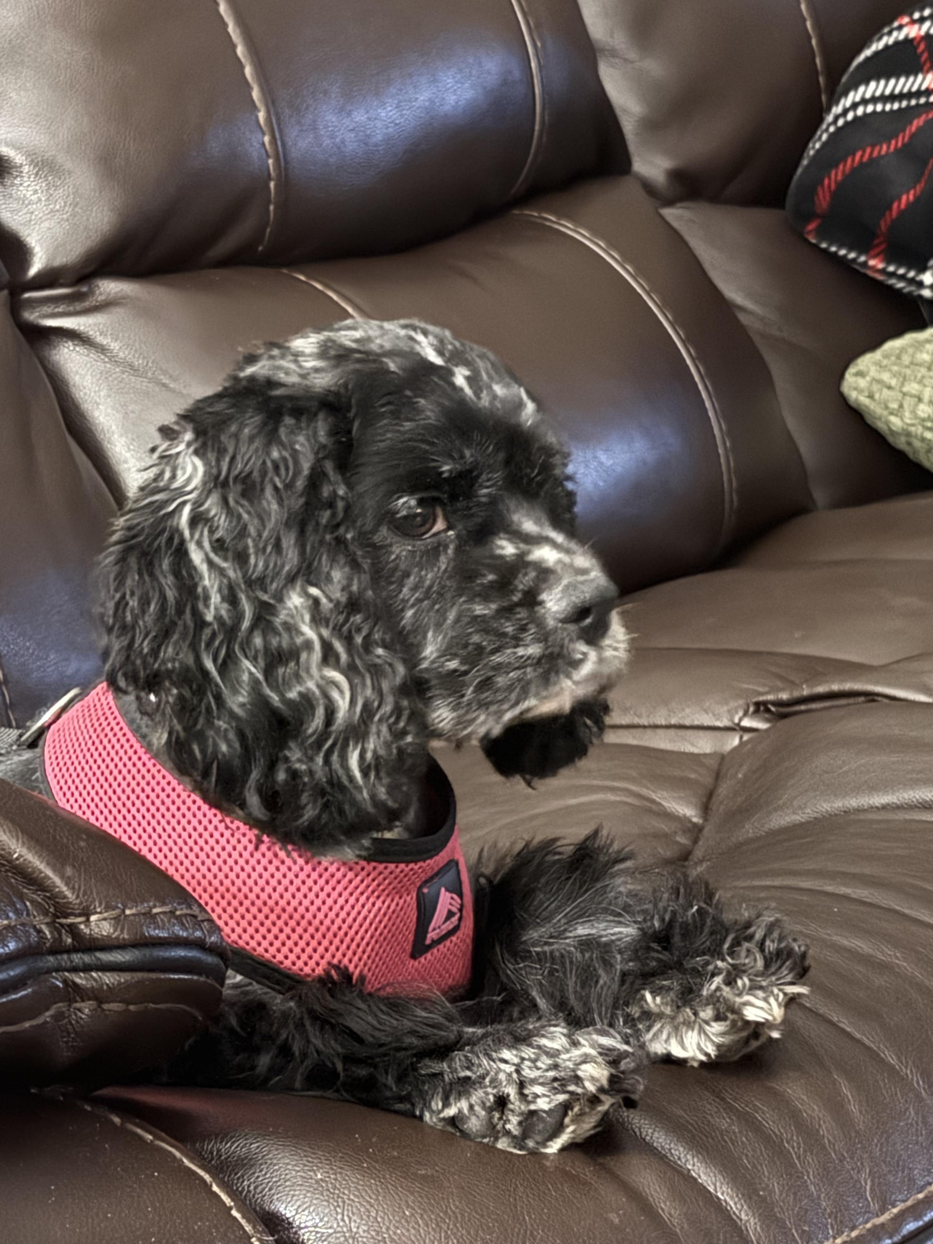 Enlarge Heidi, an adopted Cocker Spaniel in Cincinnati, OH image 2/6