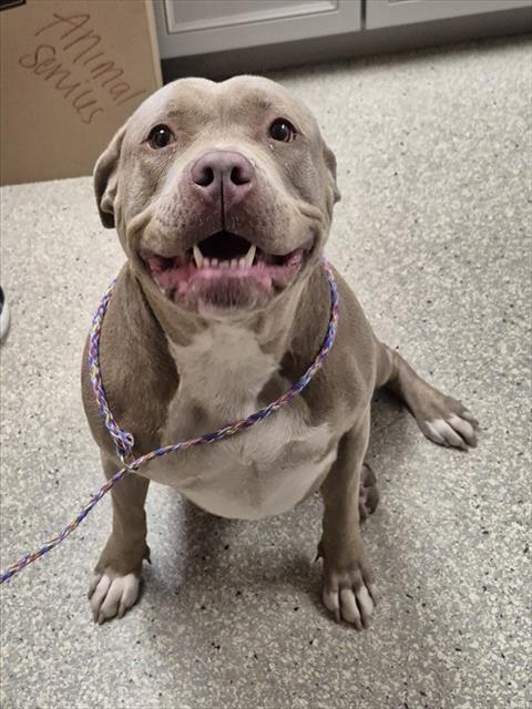 CASHMERE, Adoptable, Adult Female Pit Bull Terrier & Cane Corso.