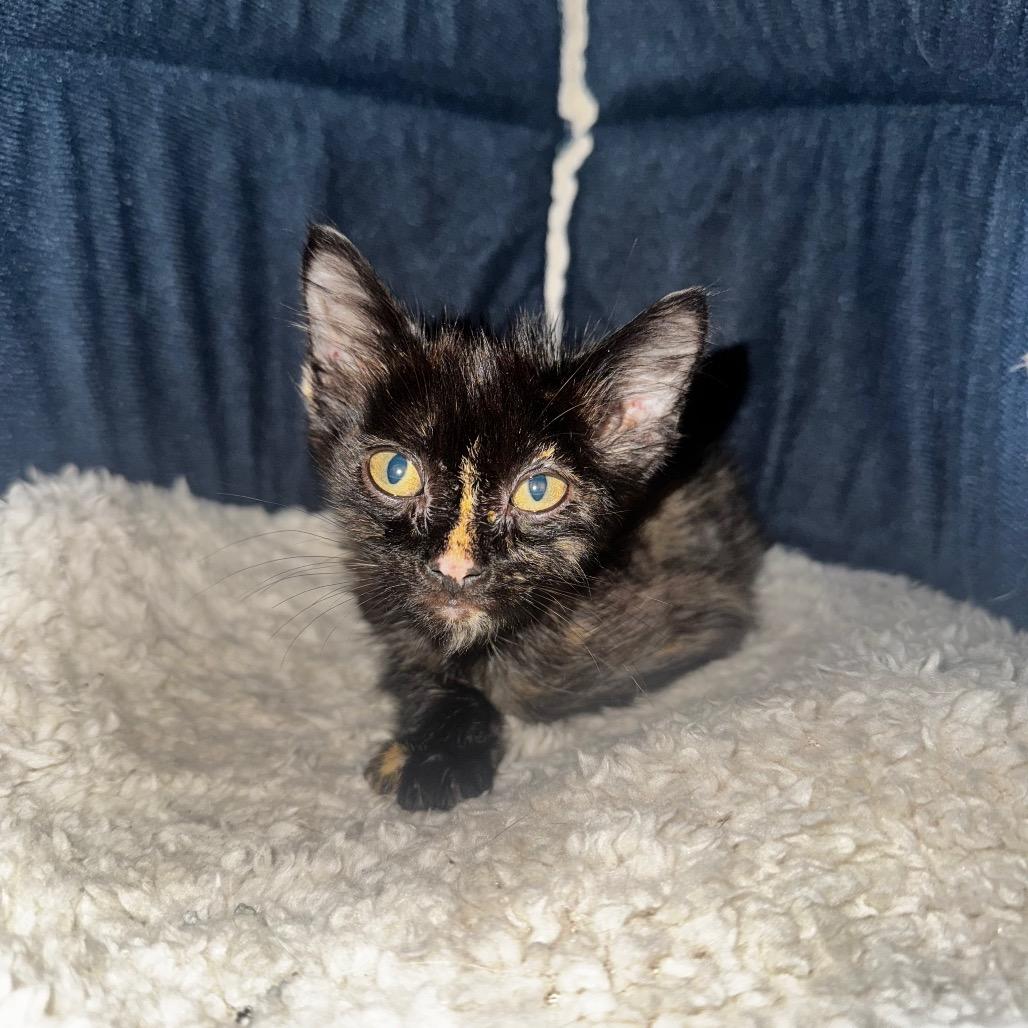 Starlight, Adoptable, Kitten Female Domestic Short Hair.