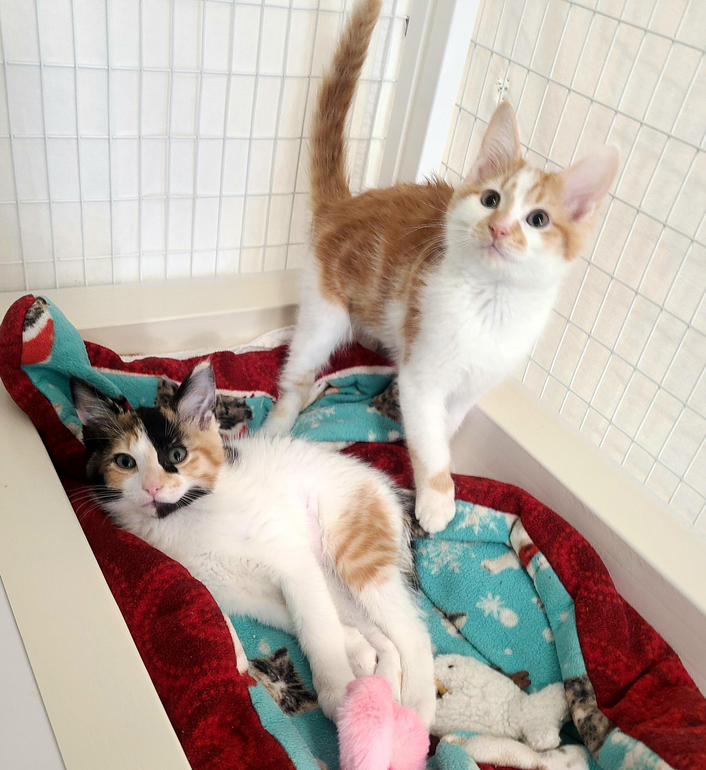 Enlarge Anchovy & Sardine, an adopted Domestic Short Hair in Kirkland, WA image 1/1