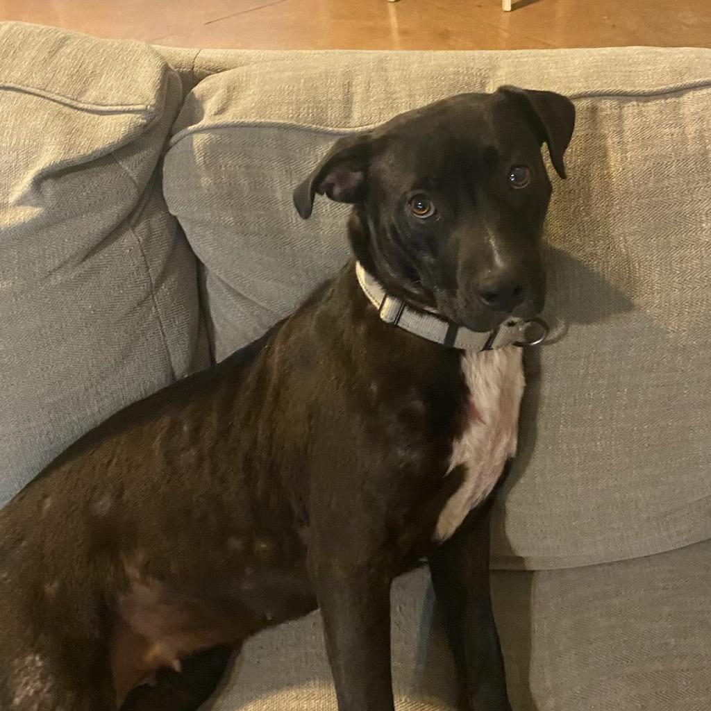 Zendaya FC, Adoptable, Young Female Mixed Breed.