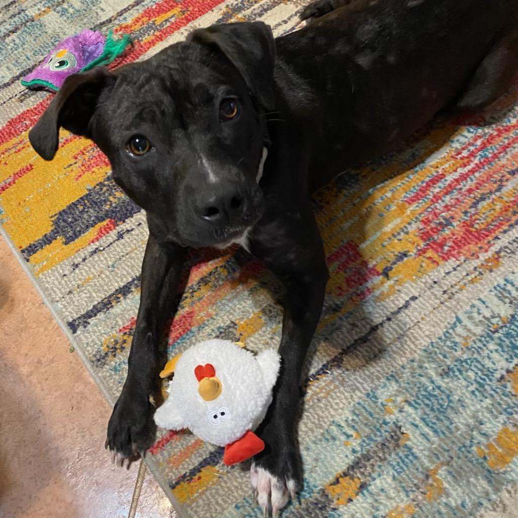 Enlarge Zendaya FC, a Adoptable Mixed Breed in Union, MO image 3/6