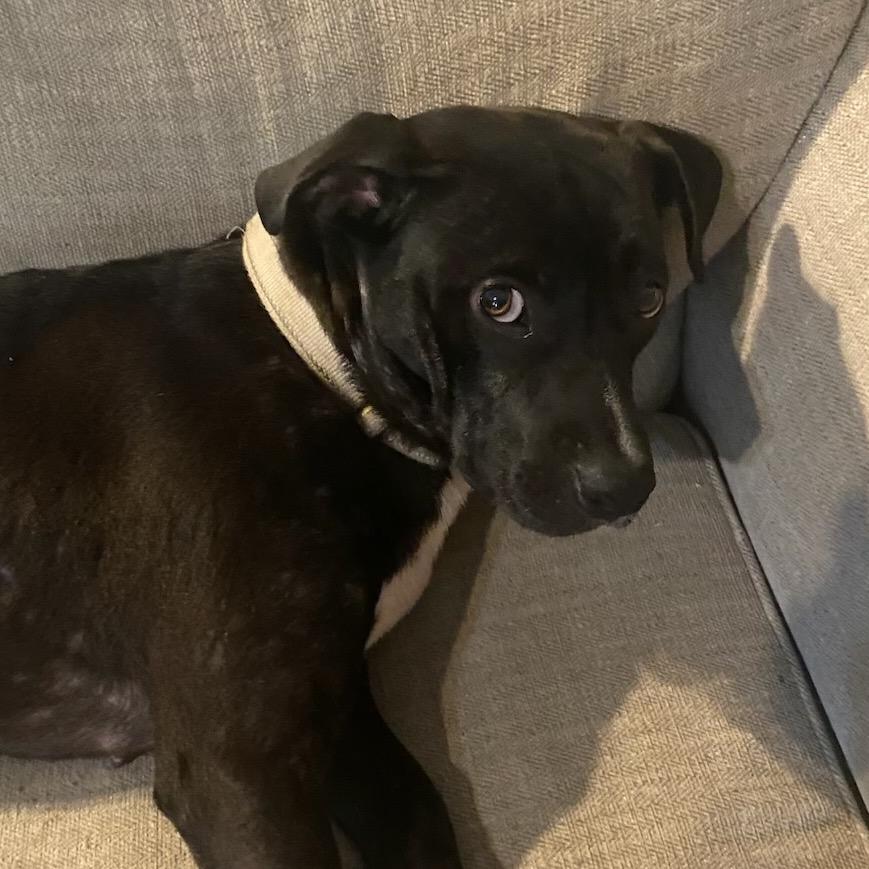Enlarge Zendaya FC, a Adoptable Mixed Breed in Union, MO image 4/6