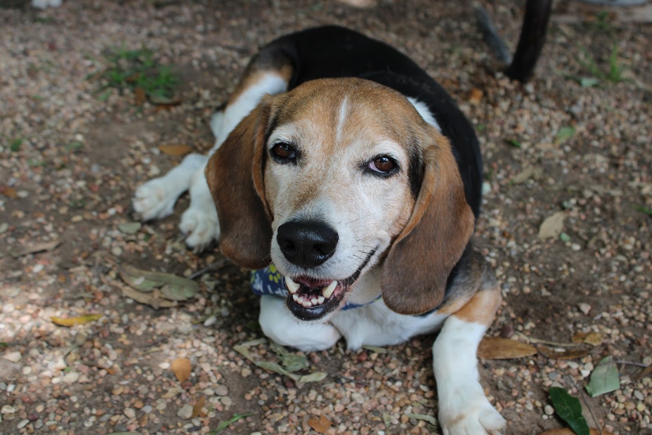 Dallas, a Adoptable Beagle in Spring, TX image 1/12