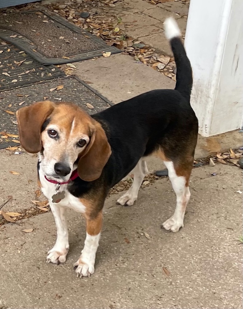 Enlarge Dallas, a Adoptable Beagle in Spring, TX image 9/12