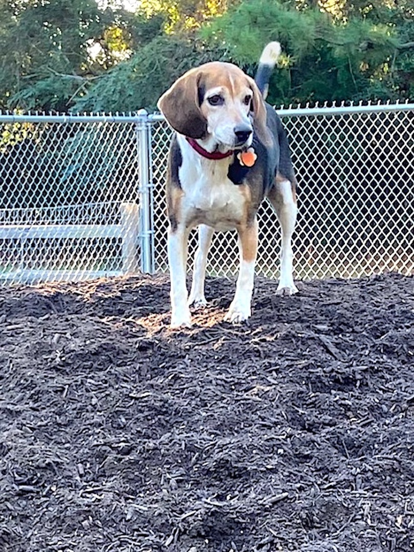 Enlarge Dallas, a Adoptable Beagle in Spring, TX image 10/12
