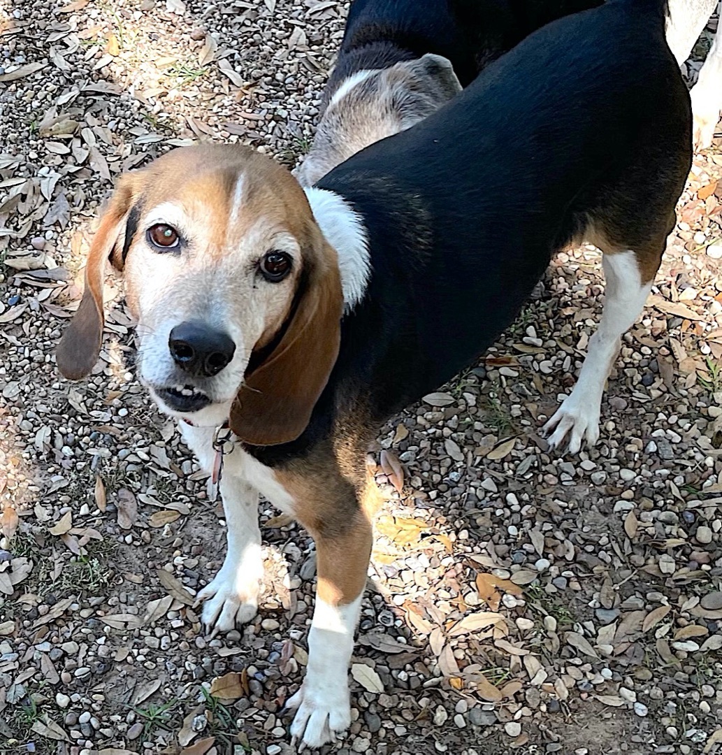 Enlarge Dallas, a Adoptable Beagle in Spring, TX image 11/12