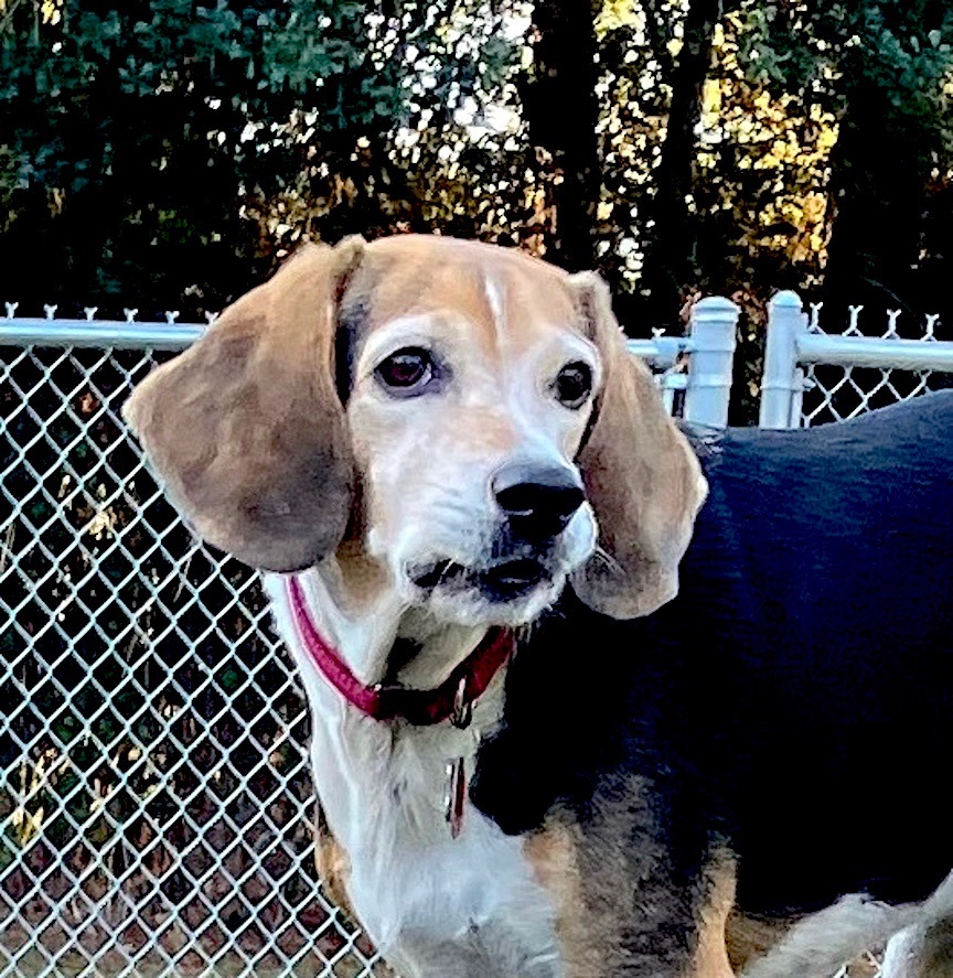 Enlarge Dallas, a Adoptable Beagle in Spring, TX image 12/12